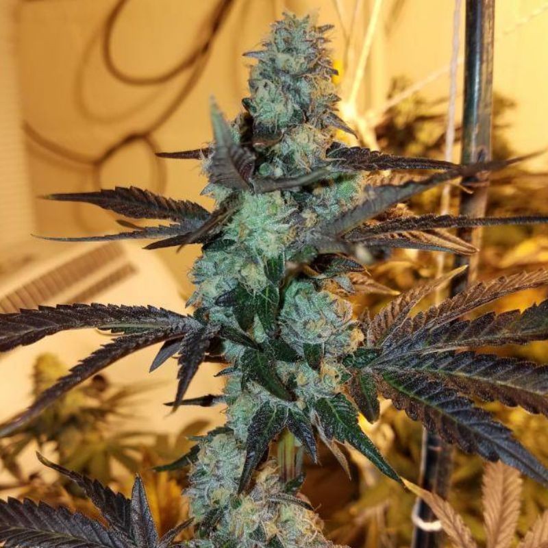 Nasiona marihuany Gorilla Daywrecker - odmiana konopi