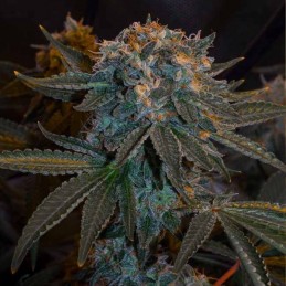 Nasiona marihuany King Kong - opis odmiany konopi