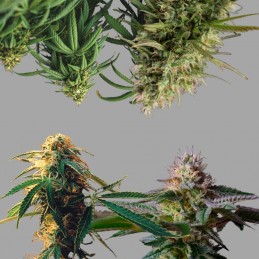 Nasiona marihuany Surprise Killer Mix 4 - opis odmiany konopi