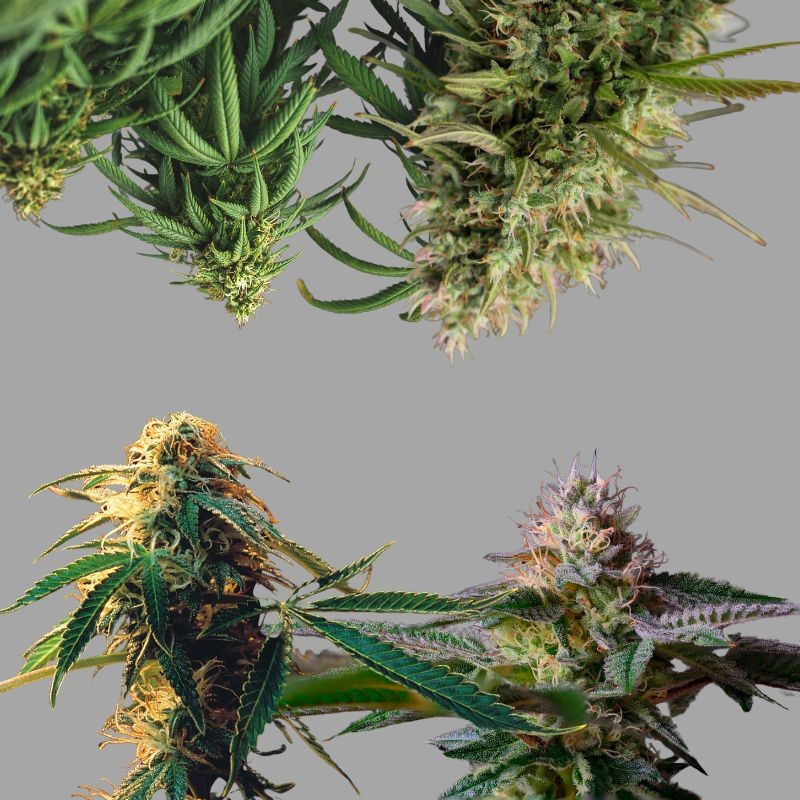 Nasiona marihuany Surprise Killer Mix 4 - opis odmiany konopi