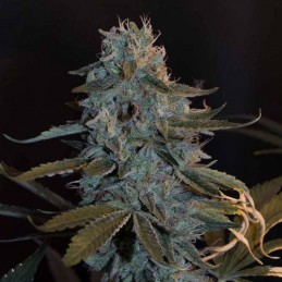 Nasiona marihuany Godzilla Glue - odmiana konopi