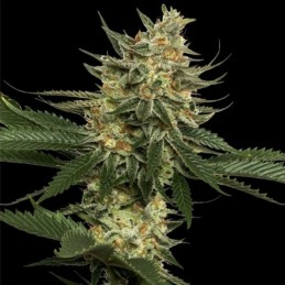 Nasiona marihuany Tangie Regular - opis odmiany konopi