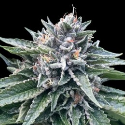 Nasiona marihuany Sorbet 4 - opis odmiany konopi