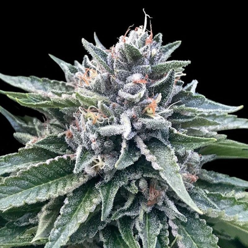 Nasiona marihuany Sorbet 4 - opis odmiany konopi