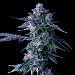 Nasiona marihuany Chocolope - odmiana konopi