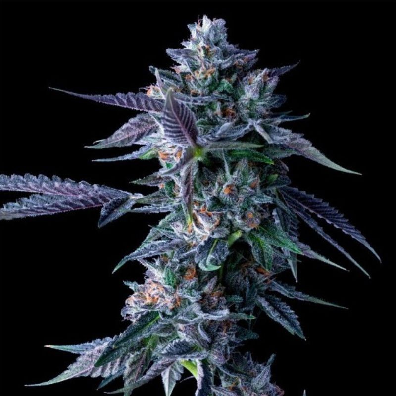 Nasiona marihuany Chocolope - odmiana konopi