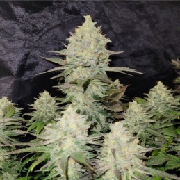 Nasiona marihuany Chocolate Truffle Shuffle - odmiana konopi