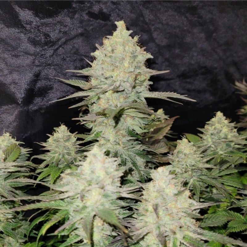 Nasiona marihuany Chocolate Truffle Shuffle - odmiana konopi