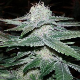 Nasiona marihuany 3Peat - odmiana konopi