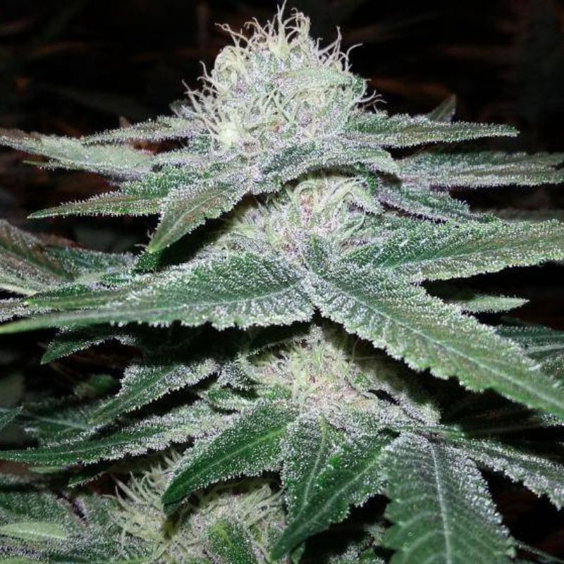 Nasiona marihuany 3Peat - odmiana konopi