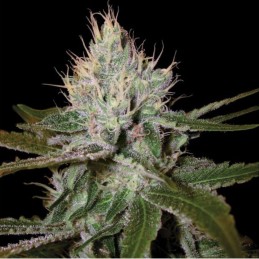 Nasiona marihuany Cannalope Haze - odmiana konopi