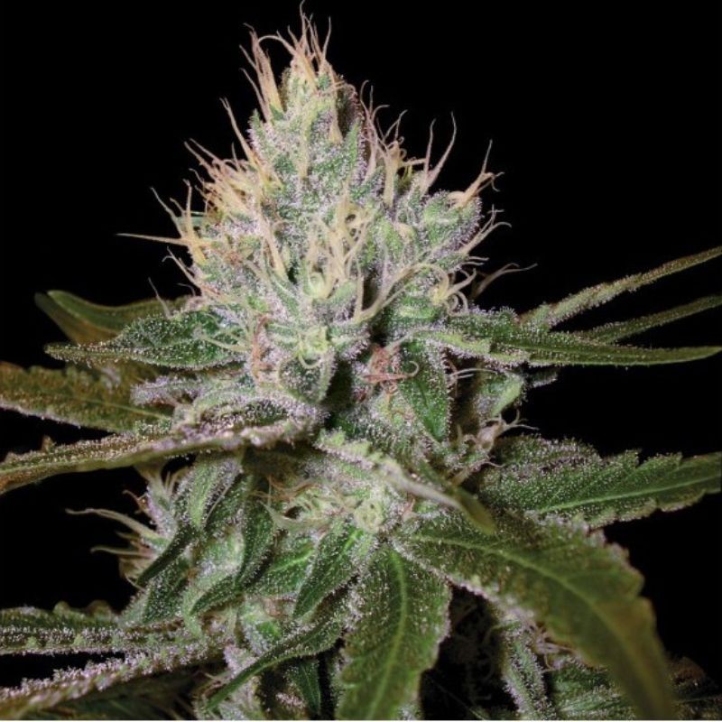 Nasiona marihuany Cannalope Haze - odmiana konopi