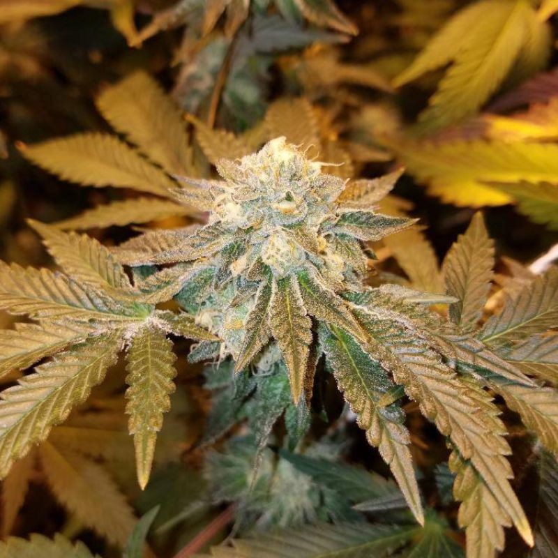 Nasiona marihuany Cataract Kush - odmiana konopi