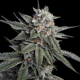 Nasiona marihuany Holy Grail Kush - opis odmiany konopi