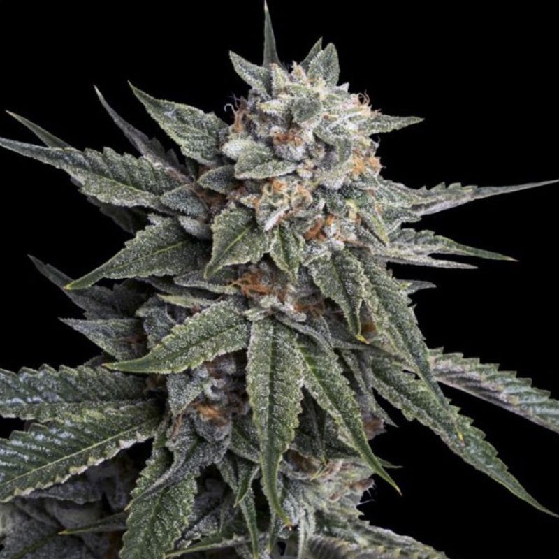 Nasiona marihuany Holy Grail Kush - opis odmiany konopi