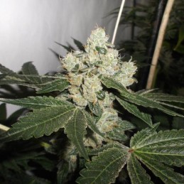 Nasiona marihuany Kushberry - opis odmiany konopi