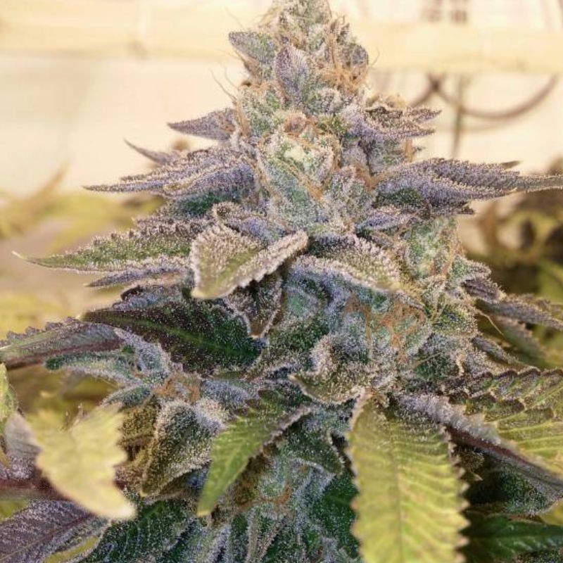 Nasiona marihuany Bakers Delight - odmiana konopi