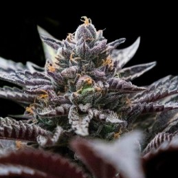 Nasiona medycznej marihuany Double Stuffed Sorbet - odmiana konopi
