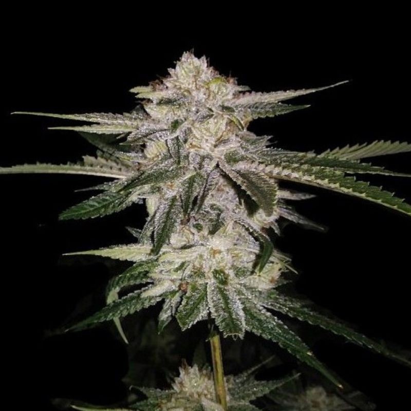 Nasiona marihuany Miss USA - opis odmiany konopi