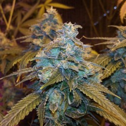 Nasiona marihuany Sorbet Dreams - opis odmiany konopi