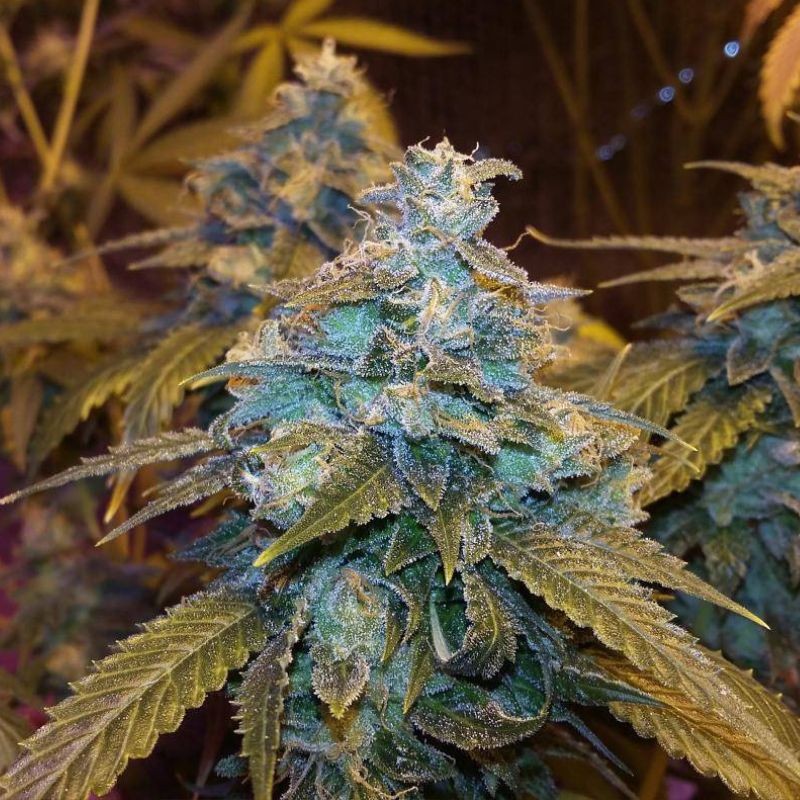 Nasiona marihuany Sorbet Dreams - opis odmiany konopi