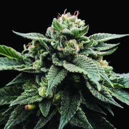 Nasiona marihuany Sorbet Stash - opis odmiany konopi