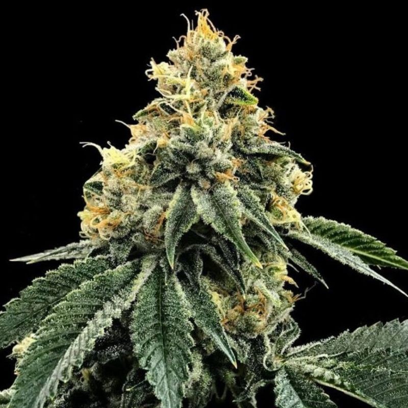 Nasiona marihuany Kosher Dawg - opis odmiany konopi