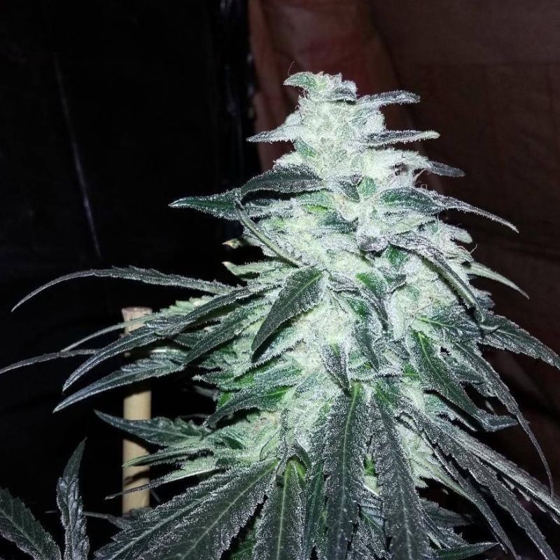 Nasiona marihuany Triple Scoop - opis odmiany konopi