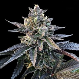 Nasiona marihuany Gelato Sorbet - odmiana konopi