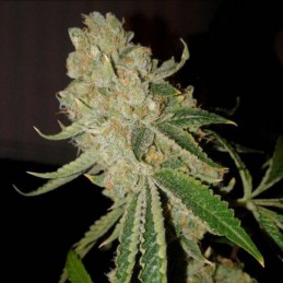 Nasiona marihuany automatyczne Auto Lavender - odmiana konopi