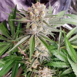 Nasiona marihuany Domina - odmiana konopi