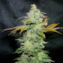 Nasiona marihuany Lavender - opis odmiany konopi