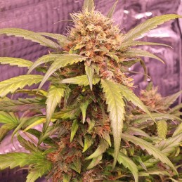 Nasiona marihuany Orange Big Bud - opis odmiany konopi