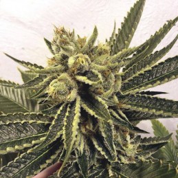 Nasiona marihuany Widow - opis odmiany konopi