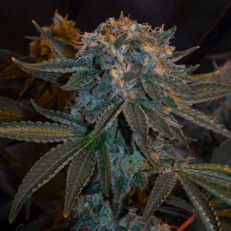 Nasiona marihuany One To One - opis odmiany konopi