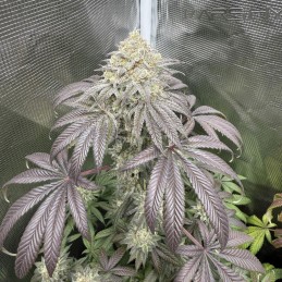 Nasiona marihuany Vanilla Haze - opis odmiany konopi