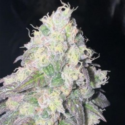 Nasiona marihuany Magma - opis odmiany konopi