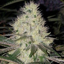 Nasiona marihuany AK THC - odmiana konopi