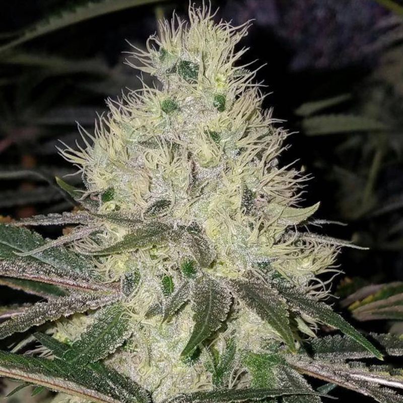 Nasiona marihuany AK THC - odmiana konopi