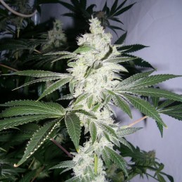 Nasiona marihuany automatyczne Auto Northern - odmiana konopi