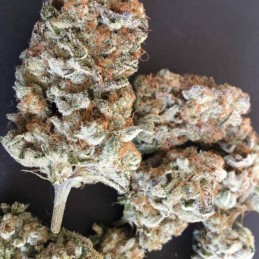 Nasiona marihuany automatyczne Auto Yumbolt - odmiana konopi