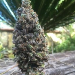 Medyczne nasiona marihuany CBD Amnesia - odmiana konopi