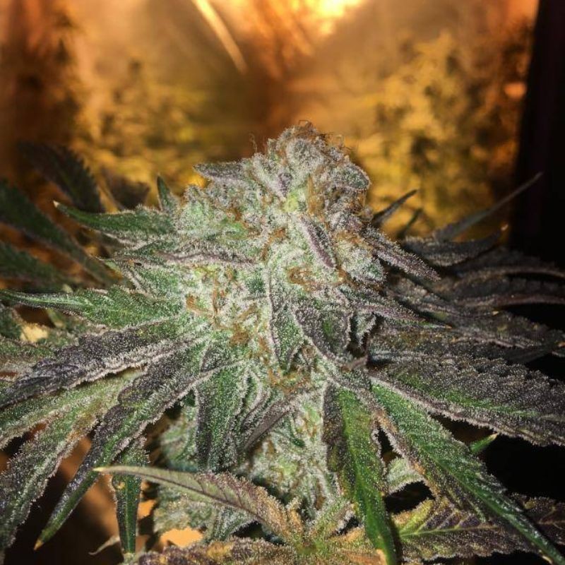 Nasiona marihuany Kali - opis odmiany konopi