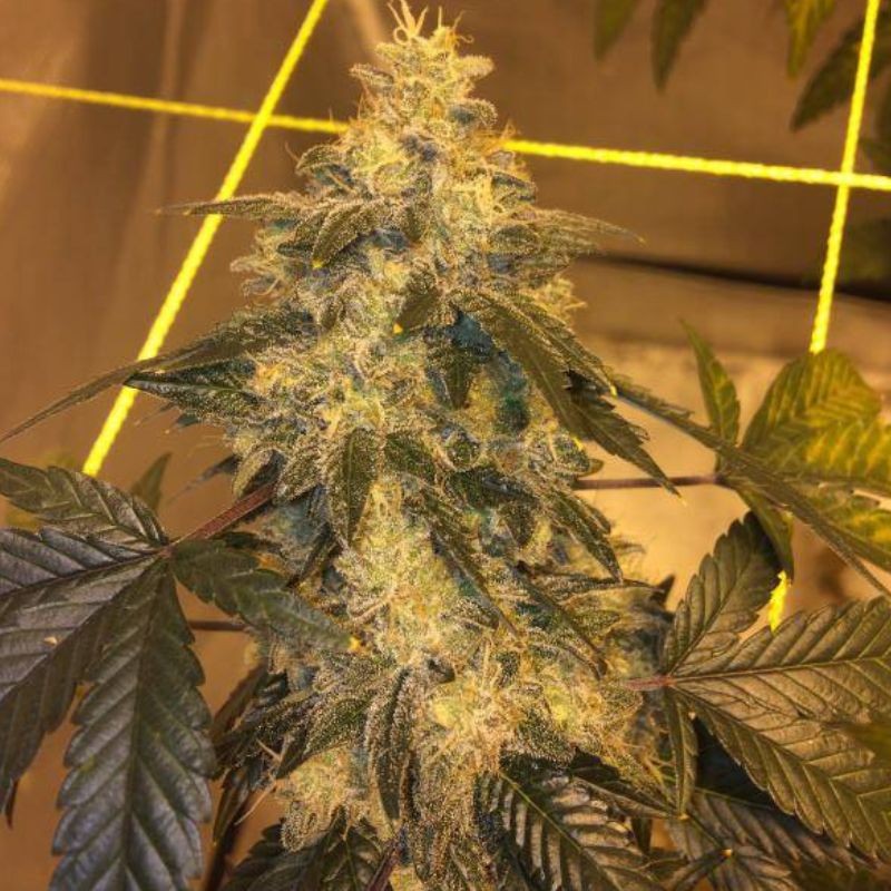 Nasiona marihuany Mexican Haze - opis odmiany konopi