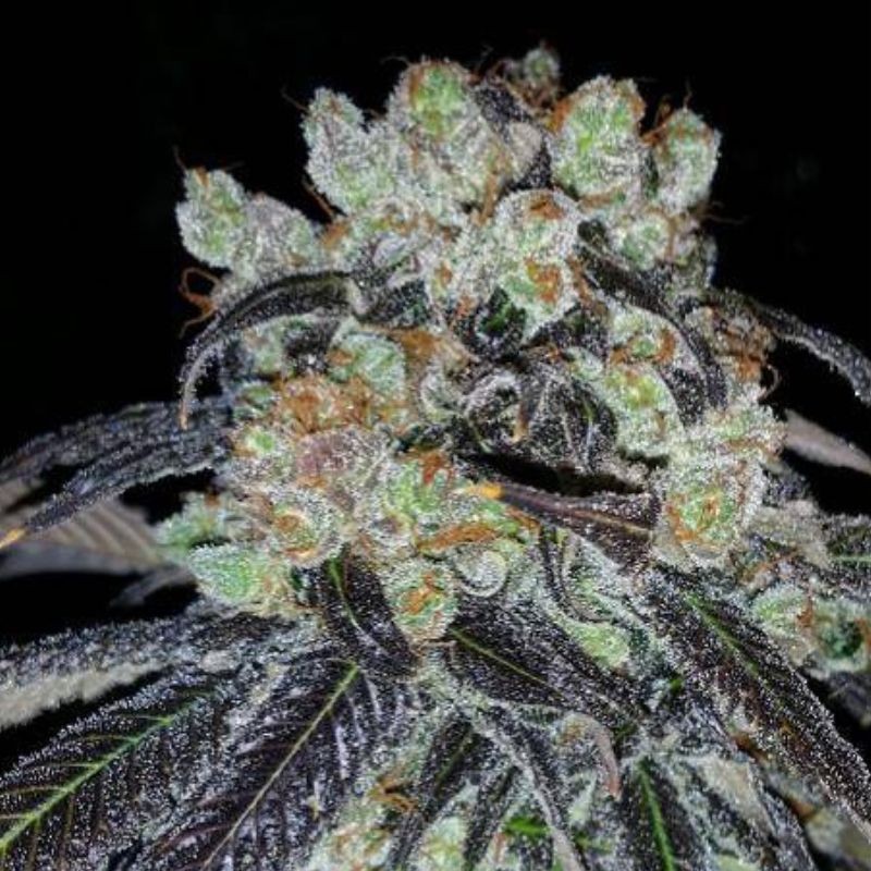 Nasiona marihuany Shark - opis odmiany konopi