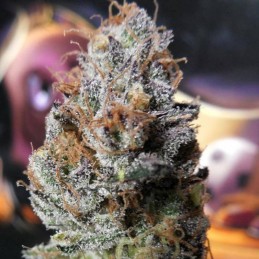 Nasiona marihuany automatyczne Auto Widow - odmiana konopi