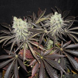 Nasiona marihuany automatyczne Auto Critical - odmiana konopi