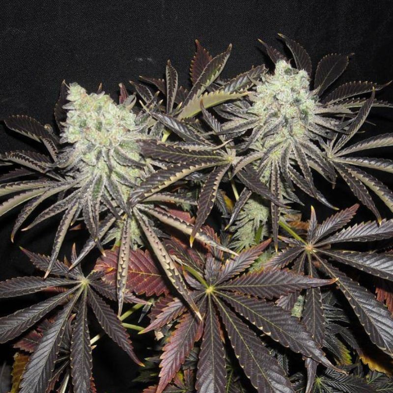 Nasiona marihuany automatyczne Auto Critical - odmiana konopi