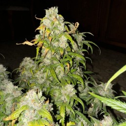 Nasiona marihuany Zen - opis odmiany konopi