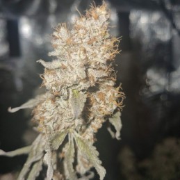 Nasiona marihuany White Runtz - opis odmiany konopi